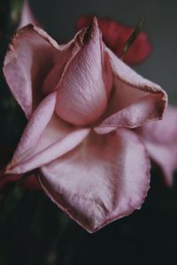 Close-up of wilted rose