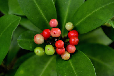 Close-up of cherries on plant