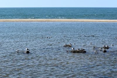 View of birds swimming in sea