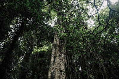 Low angle view of trees in forest