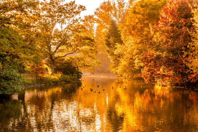Reflection of trees in lake during autumn