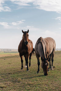 Horse standing in a field