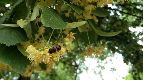 Close-up of leaves on plant