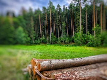 Close-up of bamboo trees in forest