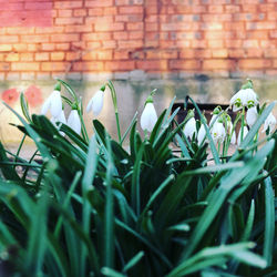 Close-up of white flowering plants on field