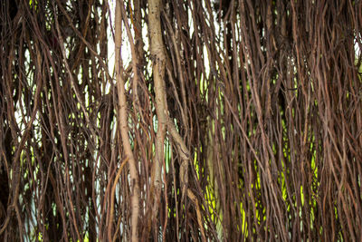 Full frame shot of bamboo trees in forest