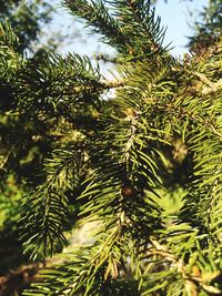 Low angle view of trees