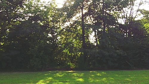 Trees growing in park