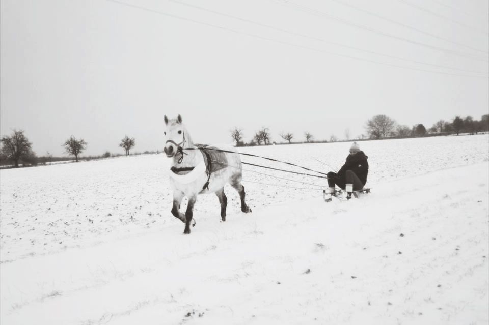 domestic animals, snow, animal themes, winter, cold temperature, mammal, season, dog, pets, landscape, weather, field, clear sky, white color, livestock, covering, horse, copy space, nature, two animals
