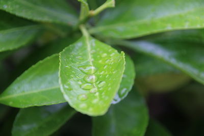 Close-up of wet plant