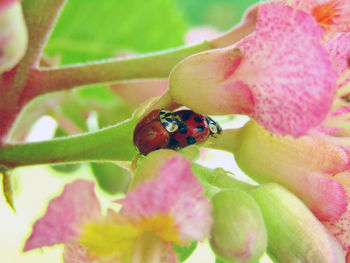 Close-up of ladybug on flower