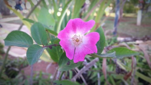 Close-up of pink flower blooming outdoors