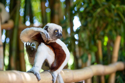 Monkey sitting on tree