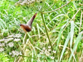 Close-up of snail on plant