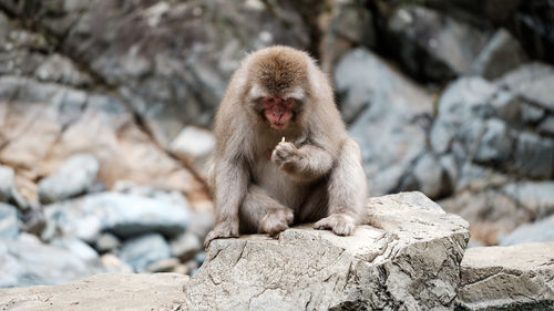 Monkey sitting on rock