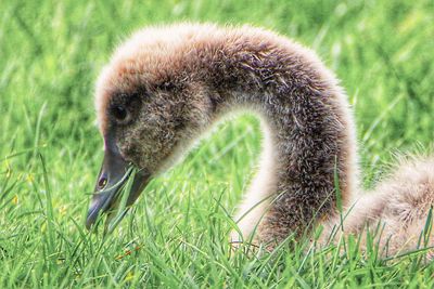 Close-up of a bird on grass