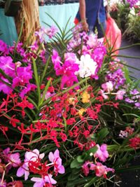 Close-up of pink flowers blooming outdoors