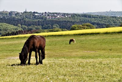 Horses grazing in a field