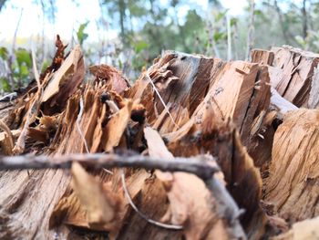 Close-up of dry leaves on log in forest