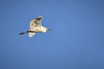 Low angle view of seagull flying in sky