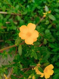 Close-up of yellow flowering plant