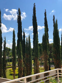 Panoramic shot of trees on field against sky