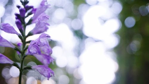 Close-up of purple flowers growing in park