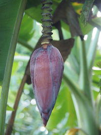 Close-up of berries growing on tree