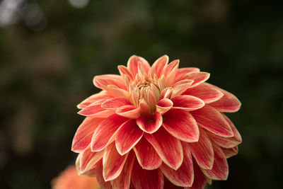 Close-up of pink flower