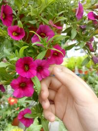 flowering plant