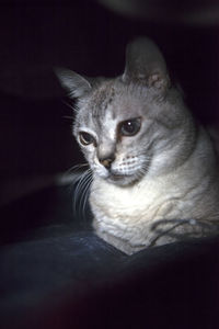 Close-up of cat