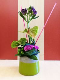 Close-up of potted plant on table against wall