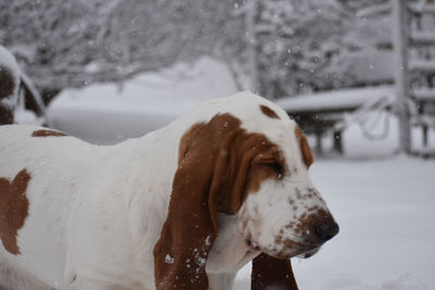 Close-up of a dog