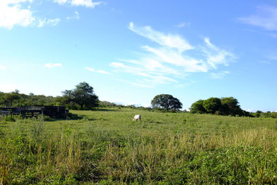 Scenic view of grassy field against sky