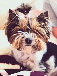 Close-up portrait of a dog