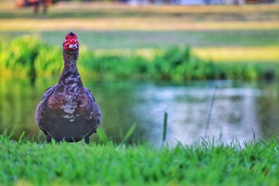 Bird in a field