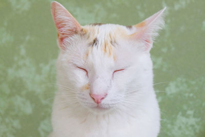 Close-up of a cat with eyes closed