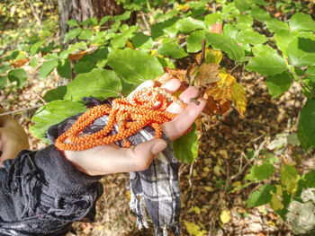 Woman hand lifts the leaves with blue white scarf and pink semi-precious stones bracelet.