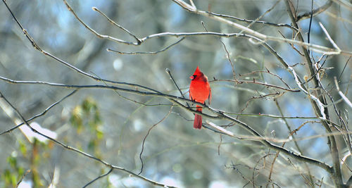 Cardinal male perching on branch