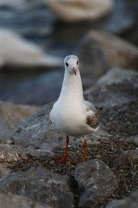 Close-up of seagull perching on rock