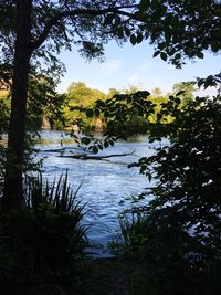 Scenic view of lake in forest