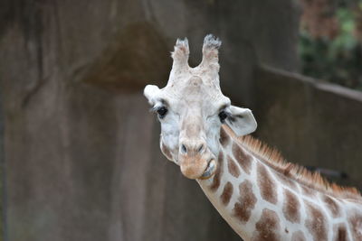 Portrait of giraffe at zoo