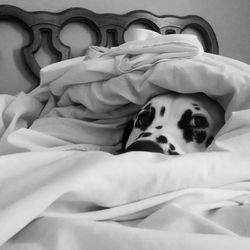 Portrait of a dog resting on sofa