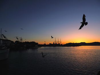 Bird flying over sea