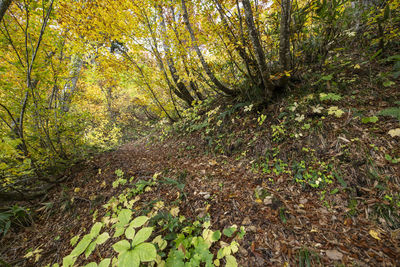 Trees growing in forest during autumn