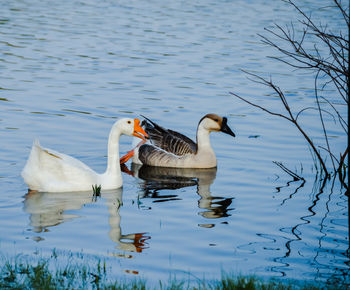 Ducks swimming on lake