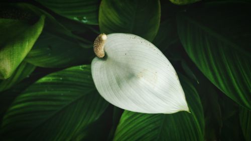 Close-up of snail on plant