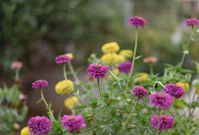 Close-up of pink flowering plants on field