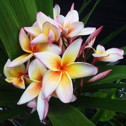 Close-up of day lily blooming outdoors