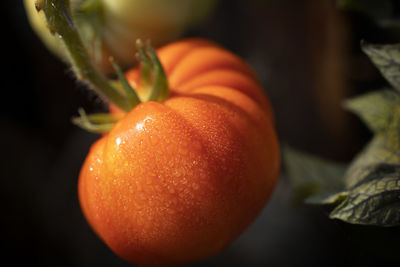 Close-up of orange on table